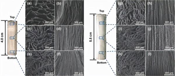有序各向異性奈米纖維素氣凝膠,進行液體運輸和實時染料純化 有序各向異性奈米纖維素氣凝膠,進行液體運輸和實時染料純化