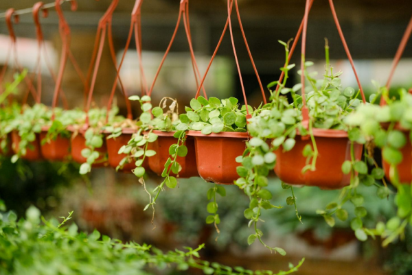 名字和錢有關的5種盆栽，放室內好看好養，帶來好運氣好寓意