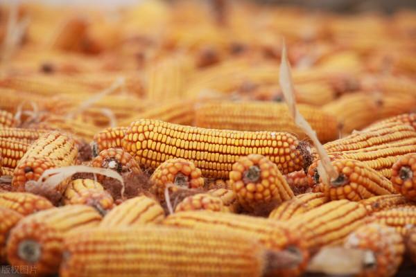 預警提示:玉米價格“狂跌”,將要“塌方”?12月9日玉米價格 預警提示:玉米價格“狂跌”,將要“塌方”?12月9日玉米價格