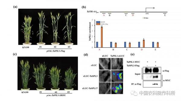 中國農業科學院研究發現作物株型調控的保守機制