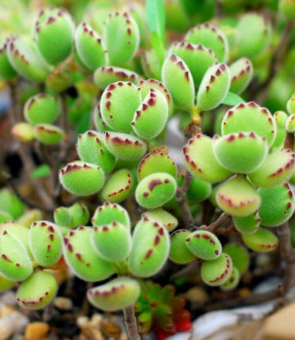 100種常見多肉圖鑑，比花還美，你認識幾種？