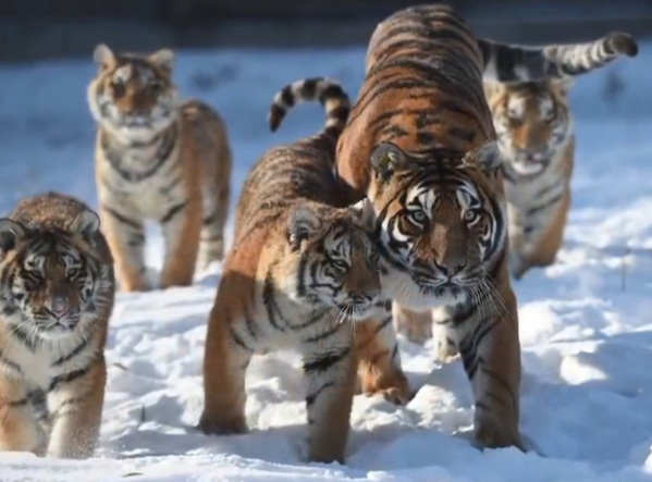 野生動物專家劉丹野化訓練東北虎，訓練虎崽，讓東北虎重返山林
