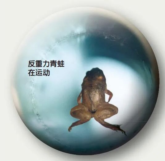 青蛙都學會挑戰重力了,人類如何“抗重力”實現飛翔? 青蛙都學會挑戰重力了,人類如何“抗重力”實現飛翔?