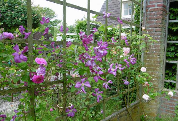 3種“耐寒花”，零下30度都凍不死！很適合秋天栽種