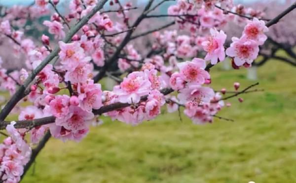 秘傳《入墳斷》《挨星訣》《增補參贊天機》