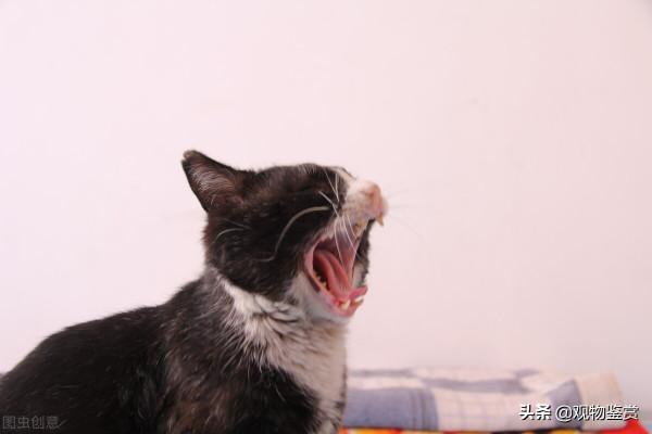 貓哈氣是什麼意思?貓在什麼情況下會哈氣,貓哈氣時如何應對 貓哈氣是什麼意思?貓在什麼情況下會哈氣,貓哈氣時如何應對