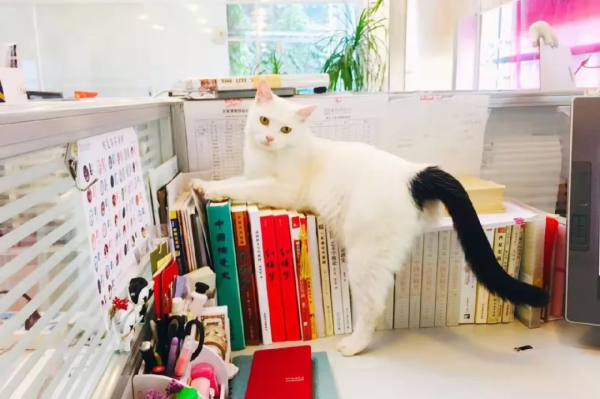 小嶽嶽：你知道我為了紅有多努力嗎？