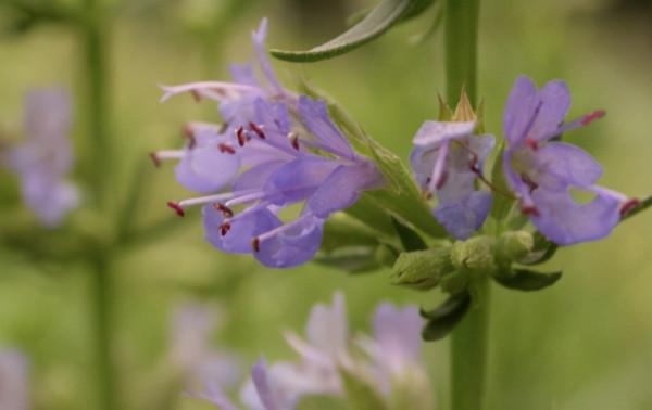 100種常見花卉的播種栽培大全,送給愛養花的你 100種常見花卉的播種栽培大全,送給愛養花的你