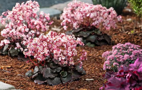 瑞虎迎春，虎耳招財！翩翩起舞的小精靈，輕鬆開成夢幻花毯
