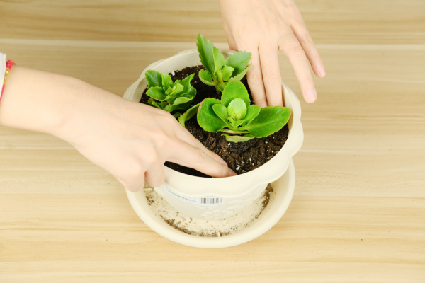 “富養”4種花，多施肥多澆水才能長得壯，不然最後沒花看