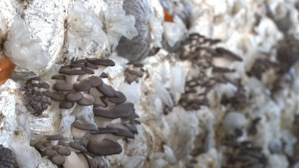 小小秀珍菇,撐起“致富傘” 小小秀珍菇,撐起“致富傘”