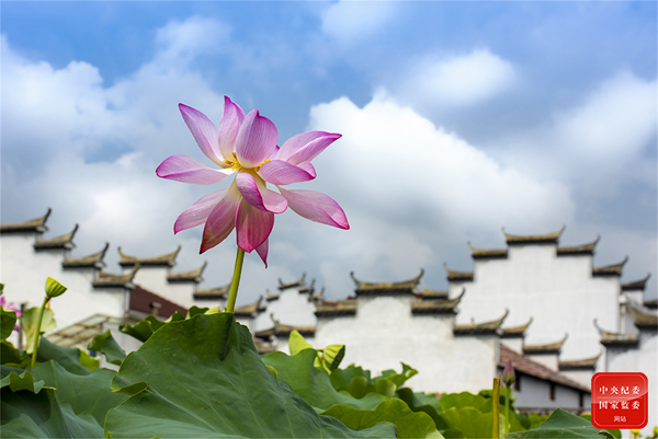 鏡頭|八月荷花蕩 鏡頭|八月荷花蕩