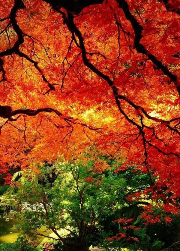 “最是秋風管閒事,紅他楓葉白人頭”,悲秋詩句,獨愛趙翼這一首 “最是秋風管閒事,紅他楓葉白人頭”,悲秋詩句,獨愛趙翼這一首