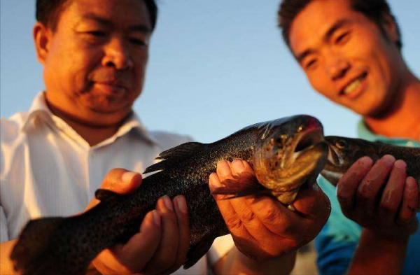 “死亡之海”涅槃重生,創造上億產值,中國人如何在沙漠養魚的? “死亡之海”涅槃重生,創造上億產值,中國人如何在沙漠養魚的?