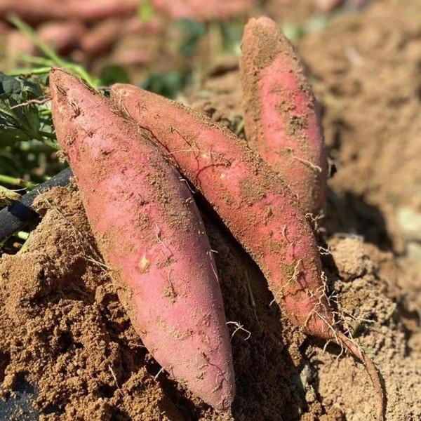 孩子用眼多，記得吃8種食材，葉黃素含量高，為眼睛“保駕護航”