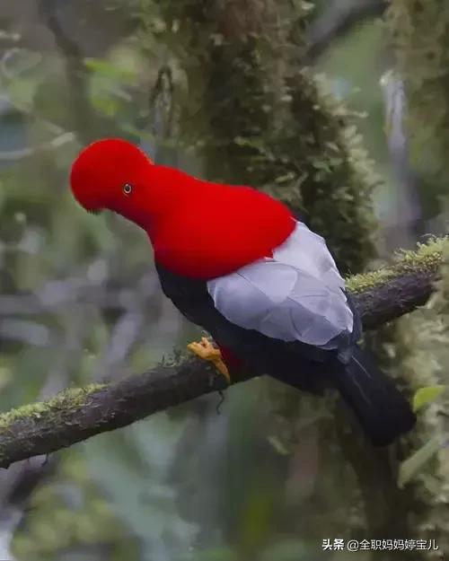 分享——稀奇古怪的鳥