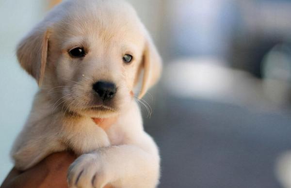 一文告訴你：如何判斷狗狗的年齡，一般看這5個地方就懂了