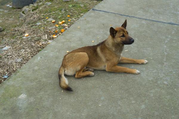 自從我遇到那件事之後我再也不養狗了