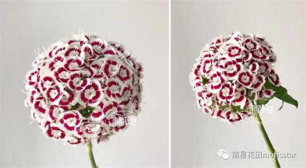 迷蝶香妃石竹梅 · 團花如雲