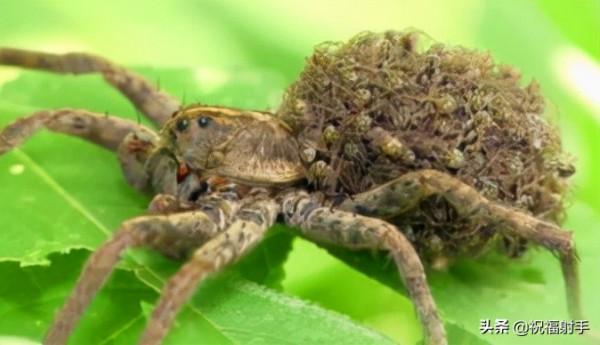 毒蜘蛛-五毒之——蜘蛛毒液,你應該瞭解的毒性知識(一)習性篇 毒蜘蛛-五毒之——蜘蛛毒液,你應該瞭解的毒性知識(一)習性篇