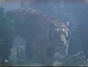 除了“大蟲”“山神爺”,你還能說出幾個老虎的名字? 除了“大蟲”“山神爺”,你還能說出幾個老虎的名字?