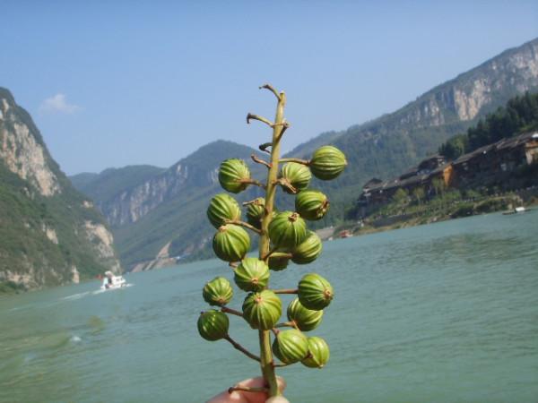 秋到龔灘（三）