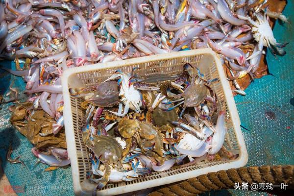 二十人4500元包船出海捕魚，捕獲的海鮮吃完一餐，每人還分到一箱