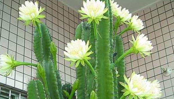 越漂亮的花越“有毒”！快來認識這12種大毒花，漲“知識”不吃虧