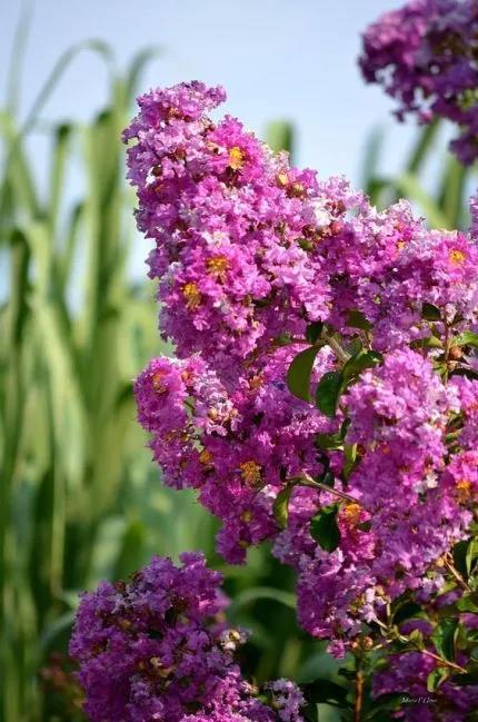 分享——紫薇花