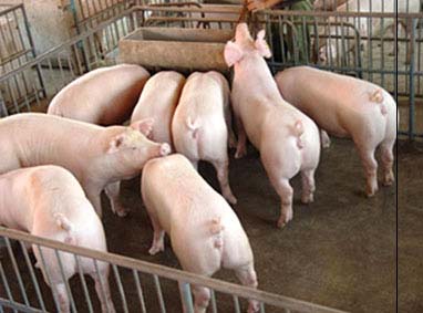 我國出現超級養豬場，年產量高達210萬隻，究竟是怎麼運作的？