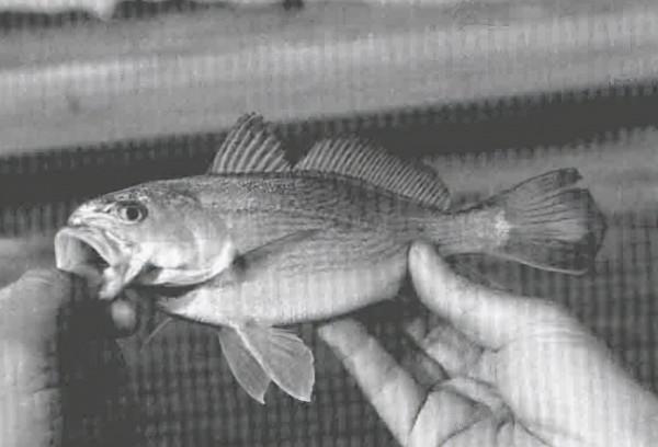 海釣白姑魚，L形或地基式天平，沙蠶作餌中魚高「日本專業書籍」