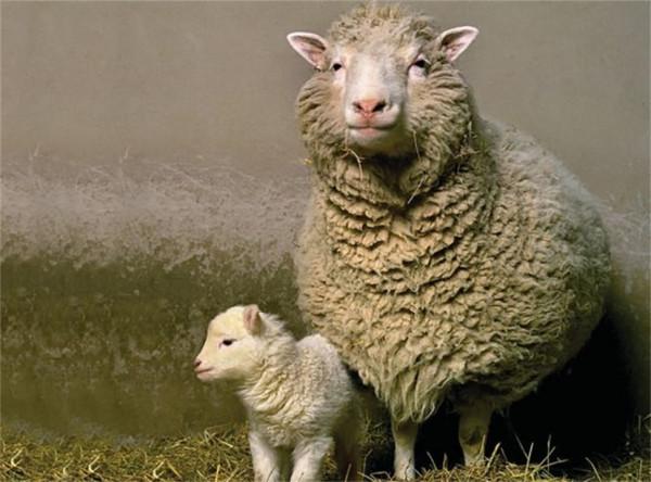 為什麼現在很少提“克隆”了？多莉的一生就是答案，實在太可憐了