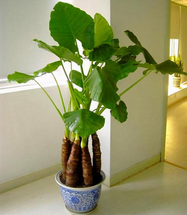 7種“帶毒花”，汁液毒性大，喜歡養在家裡，最好少動它