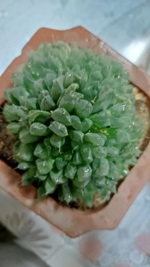 這樣的肉肉可入你眼？