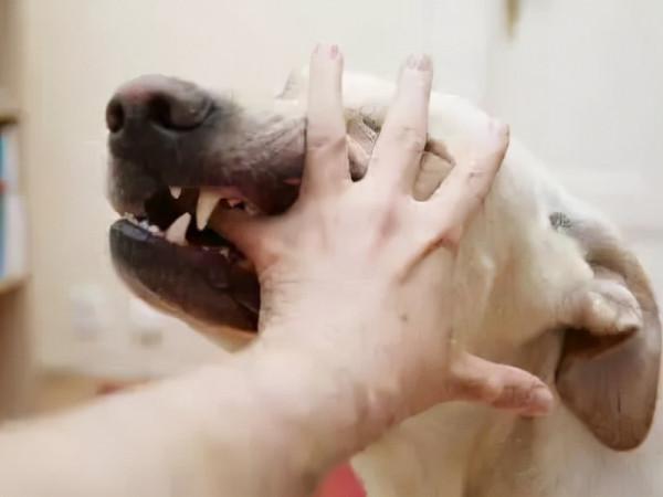 養狗還是“公犬好”,看完這幾點好處你就能理解了 養狗還是“公犬好”,看完這幾點好處你就能理解了