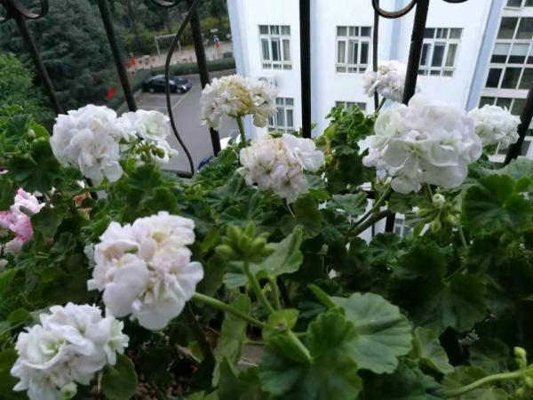 推薦適合窗臺黨種植的5種直立天竺葵