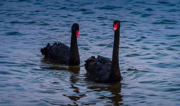 汝州城市中央公園鸛魚湖裡飛來6只黑天鵝!帶你“近距離”觀賞 汝州城市中央公園鸛魚湖裡飛來6只黑天鵝!帶你“近距離”觀賞