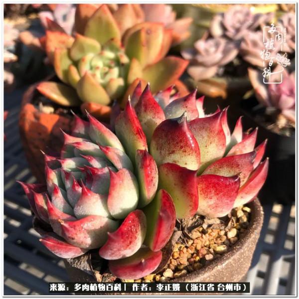 我的多肉，我的小世界