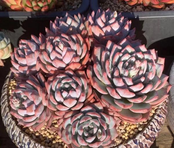 寒露已過,養多肉這些“大動作”可以開搞了,錯過就要等到明年春 寒露已過,養多肉這些“大動作”可以開搞了,錯過就要等到明年春