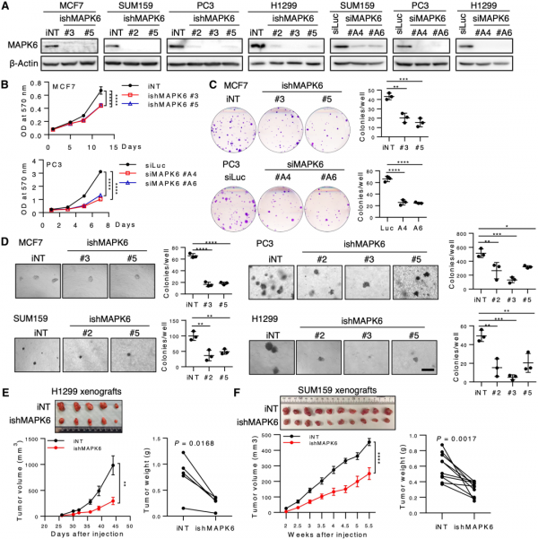 「Science子刊」貝勒醫學院楊峰博士及團隊發現MAPK6基因能促進癌症生長，靶向MAPK6為癌症提供有效的治療策略