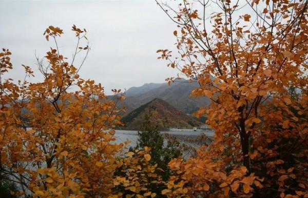 賞秋時節 | 打卡京郊這10條鄉村公路，藏著北京最美的秋天