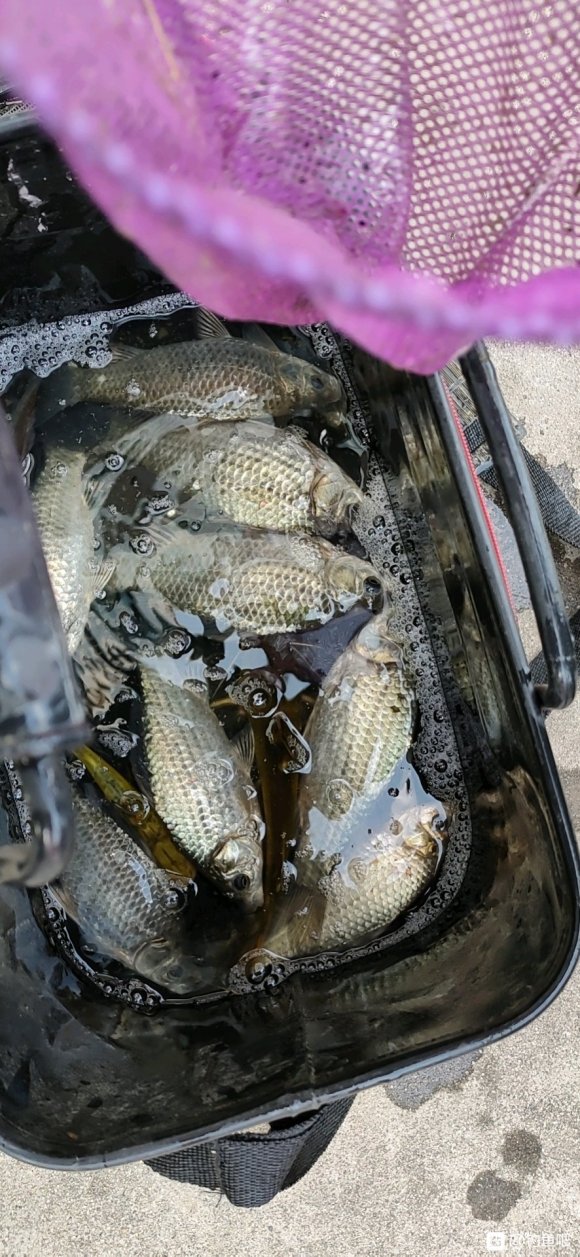 野釣好用的極端餌料，不用打窩效果都很好，這篇攻略很有味道