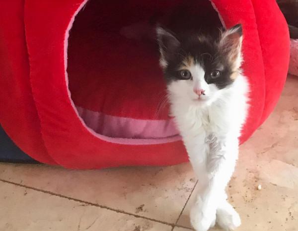 小貓躲在花圃裡發抖，大叔看著可憐便收養了，幾個月後稱撿到寶了