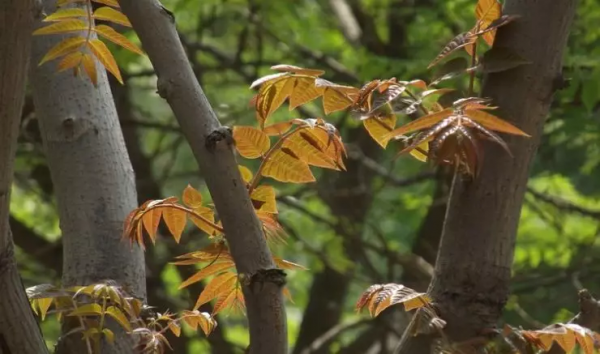7種不值錢的樹疙瘩，車成珠子，包漿漂亮極了