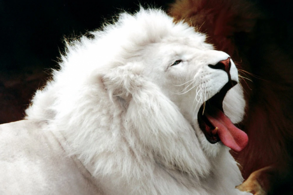 我應該是世界上第一個釣到此魚之人