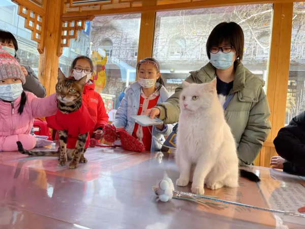 小貓咪都是怎樣&OpenCurlyDoubleQuote;爭寵&rdquo;的？