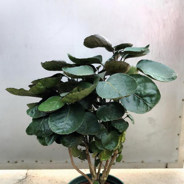 7種帶“錢”字的花，寓意好、觀賞價值高，都喜歡在家裡栽培