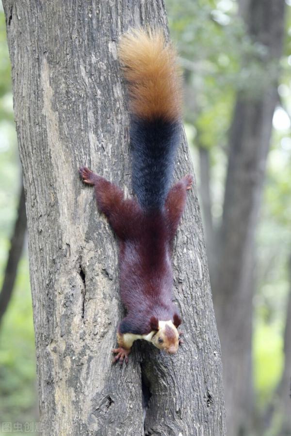 關於動物的20個冷知識,有多少是您不知道的呢?一起來看看吧 關於動物的20個冷知識,有多少是您不知道的呢?一起來看看吧