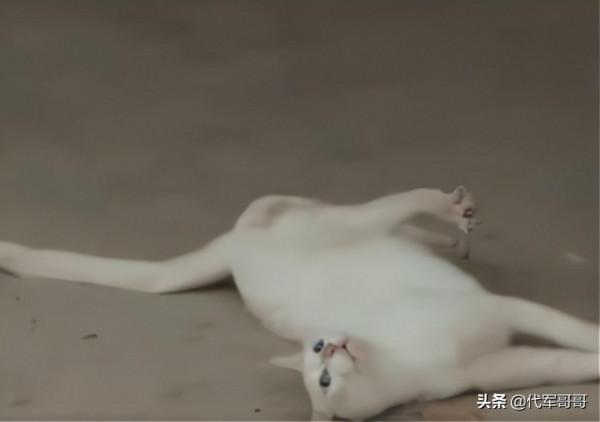 《當家主母》小白貓慘死,劇組發聲明回應,網友為何卻不認同? 《當家主母》小白貓慘死,劇組發聲明回應,網友為何卻不認同?