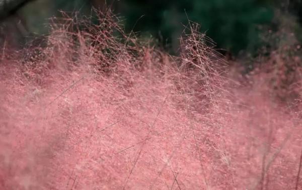 北京“粉色”公園走紅，門票0元秋意滿滿，面積小但景很美